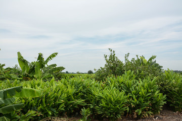 Fingerroot farm in the countryside of Thailand 