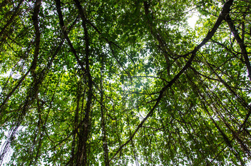 forest