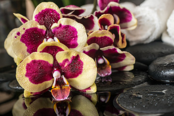 Beautiful spa setting of purple and yellow bandlet orchid (phala