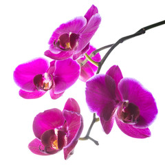 Blooming beautiful violet orchid with bandlet, phalaenopsis  iso
