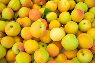 Apricots