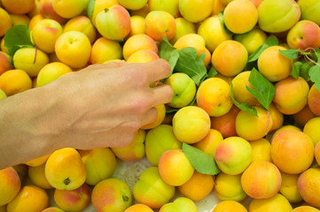 Choosing apricots