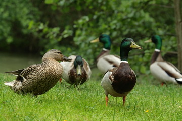 Canard colvert (Anas platyrhynchos)