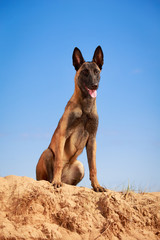 Malinois Belgian Shepherd dog
