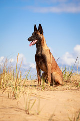 Malinois Belgian Shepherd dog