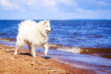 Samoyed dog