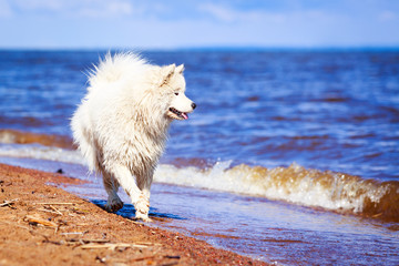 Samoyed dog