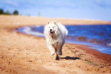 Samoyed dog