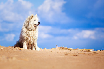 Samoyed dog