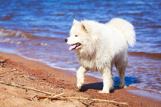 Samoyed dog