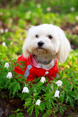 White Puppy Maltese dog