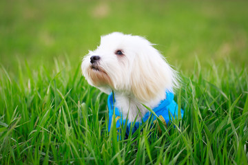 White Puppy Maltese dog