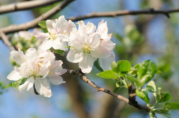 spring blossom of the apple tree
