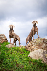 Naklejka premium weimaraner dog