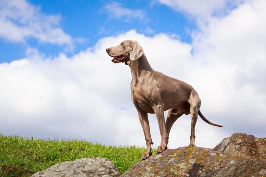 Weimaraner Dog