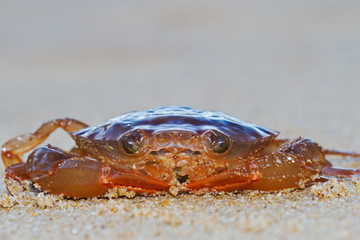 Reddish Crab on beach