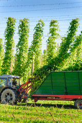 Obraz premium Harvesting the Hop