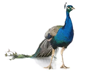 Printed kitchen splashbacks Peacock peacock