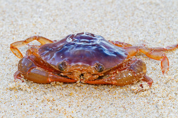 Reddish Crab on beach