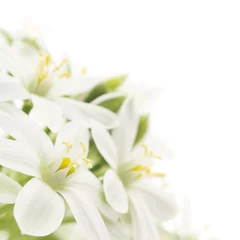 Crédence de cuisine en verre imprimé Printemps white flowers background