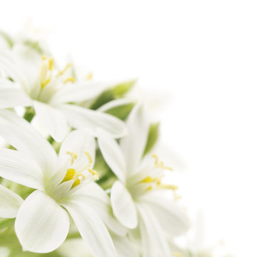 white flowers background