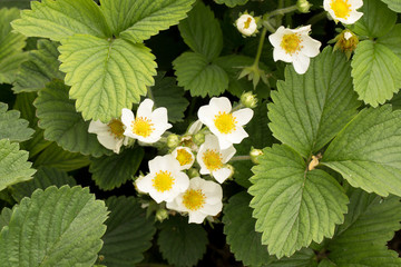 Spring wild flowers.