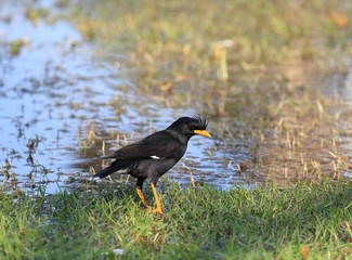 Great Myna, Acridotheres grandis