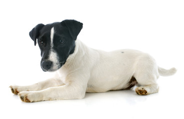puppy jack russel terrier