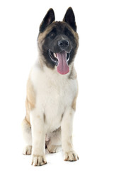puppy american akita