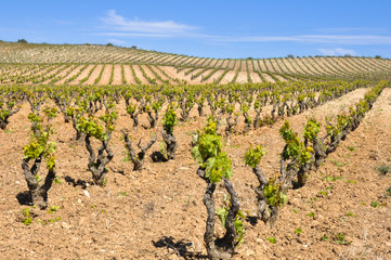 Fototapeta na wymiar Vineyard at La Rioja (Spain)