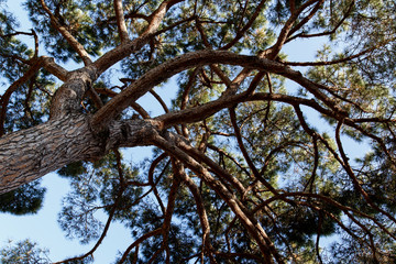 pine