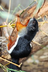 Asian tri-coloured squirrel © Arena Photo UK