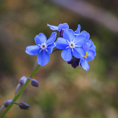 Himmelblaue Bl&uuml;ten des Vergissmeinnicht in Nahaufnahme