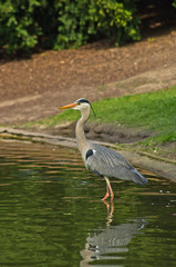Obraz premium Beautifull grey heron bird at Stadtpark in downtown of Vienna