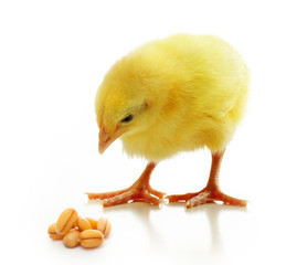 Cute little chicken isolated