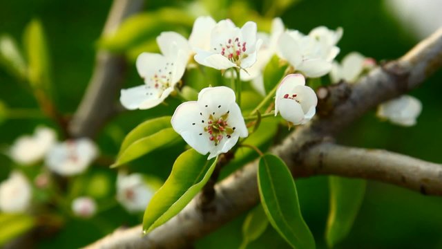 Blooming spring tree