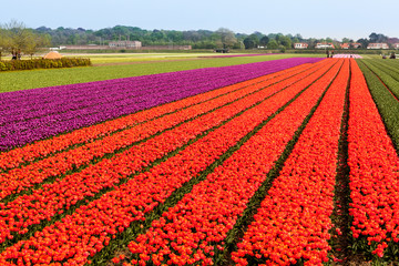 field tulips