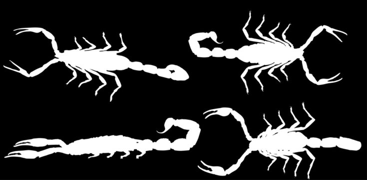 four white isolated scorpions