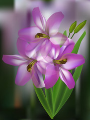 white and pink lily flowers on dark background