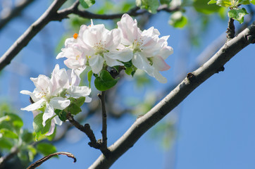 spring blossom of the apple tree