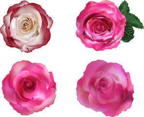 four isolated pink roses blooms