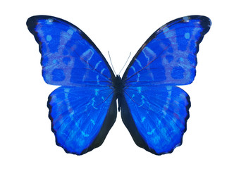 Obraz na płótnie Canvas blue isolated on white butterfly