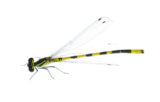 isolated small yellow and black dragonfly