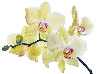 Naklejka na ściany i meble fine lemon yellow orchids on white