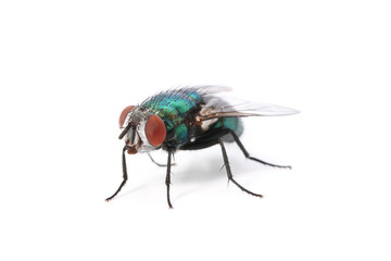 mouche verte