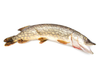 brochet