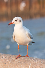 Obraz premium Seagull resting on concrete structure