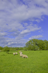 Fototapeta premium sheep
