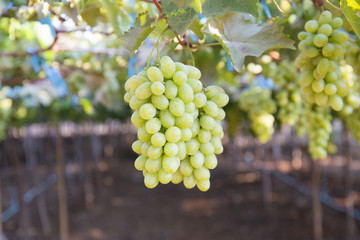 Fototapeta premium grapes with green leaves on the vine. fresh fruits