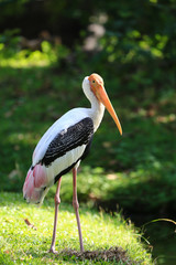 Yellow-billed Stork in nature, Thailand